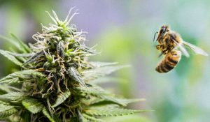 Marijuana Honey