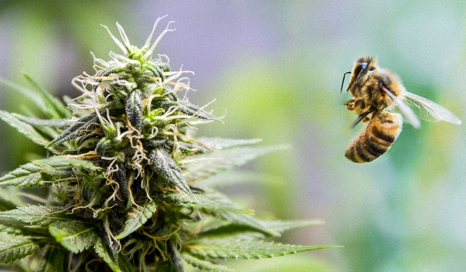 Marijuana Honey